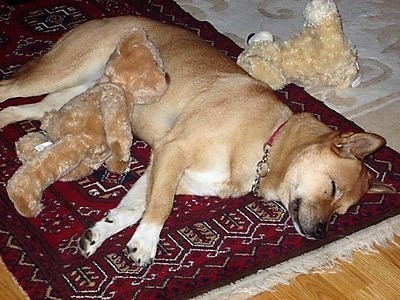 Asleep with some toys